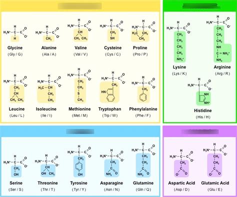 All 20 <b>Amino</b> <b>Acids</b>. . Amino acids quizlet